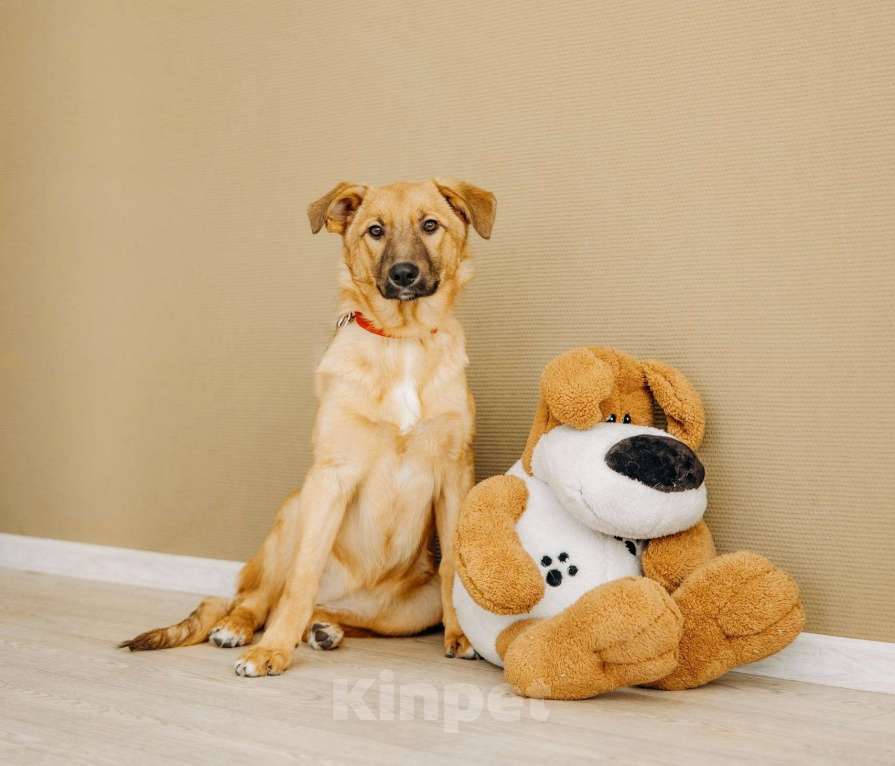 Собаки в Москве: Щенок бесплатно в Москве Девочка, Бесплатно - фото 8