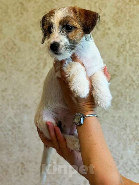 Собаки в Красноярске: Щенок Джек Рассел Терьер от Чемпионов c родословной Девочка, 30 000 руб. - фото 5