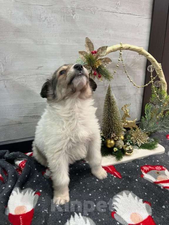 Собаки в Москве: Чудесная малышка Снежа ищет дом. В добрые руки. Девочка, Бесплатно - фото 2