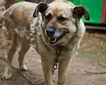 Собаки в Москве: Селигер Мальчик, Бесплатно - фото 2