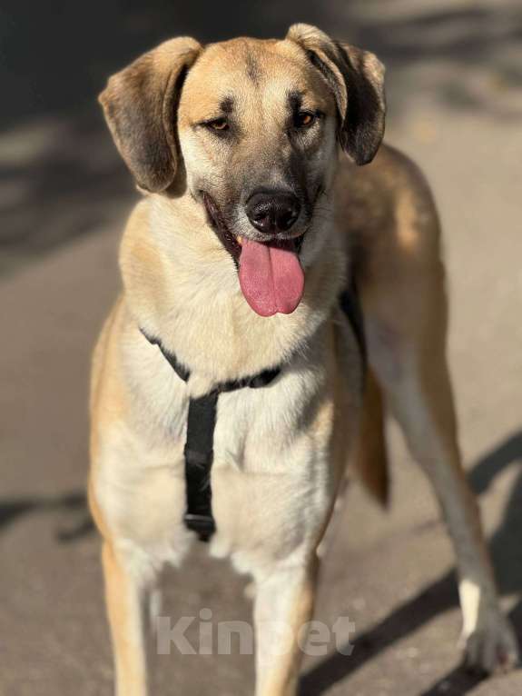 Собаки в Москве: Тима Мальчик, Бесплатно - фото 3