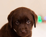 Собаки в Севастополе: Шоколадные лабрадоры Девочка, 45 000 руб. - фото 2