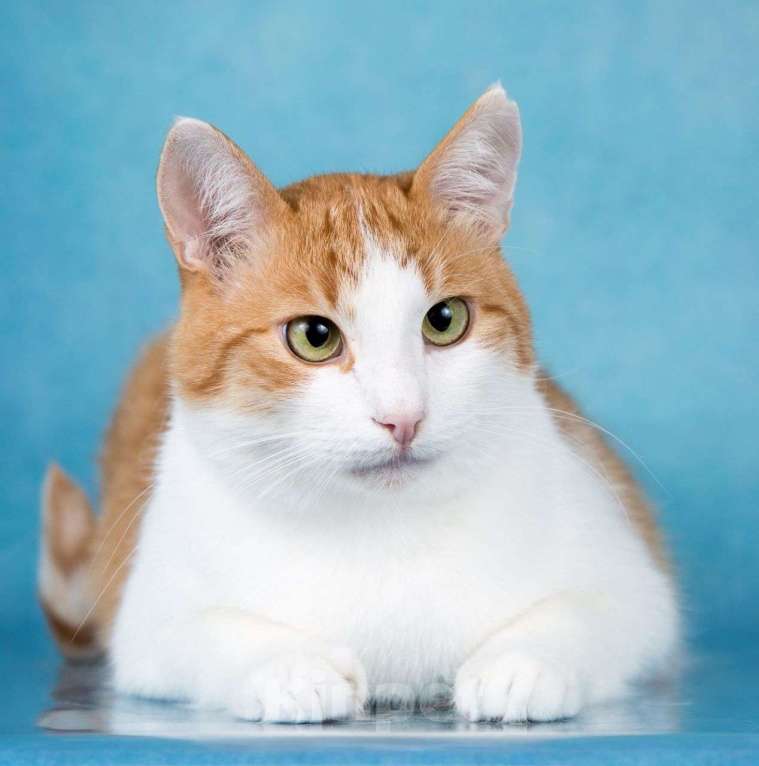 Кошки в Москве: Рыженький котик Яша в поисках своей семьи ???? Мальчик, Бесплатно - фото 3