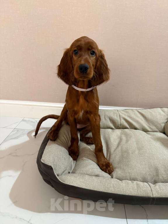 Собаки в Москве: Щенок ирландского сеттера Девочка, Бесплатно - фото 1