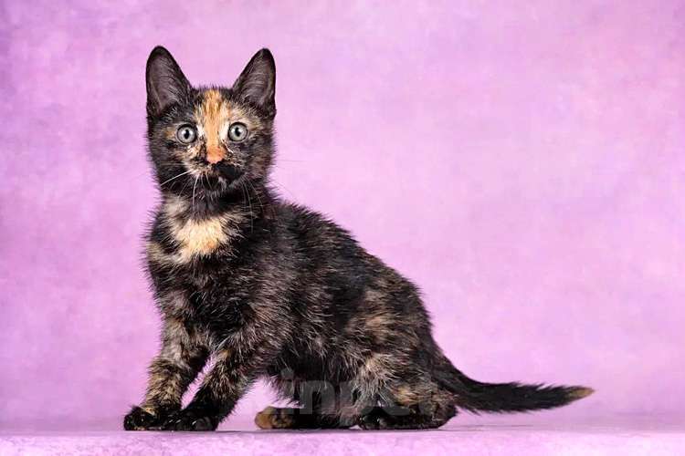 Кошки в Москве: Кото-девочки Ницу и Трес, ласковые солнышки в добрые руки Девочка, 10 руб. - фото 5