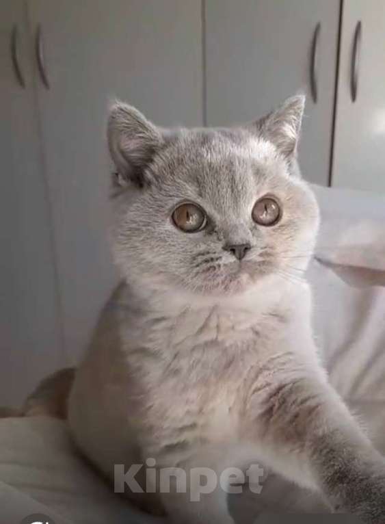 Кошки в Москве: Британский лиловый с кремом котенок Девочка, 50 000 руб. - фото 4