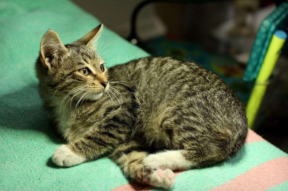 Кошки в Москве: Ручной и ласковый полосатый котенок Смородинка в дар Девочка, Бесплатно - фото 5