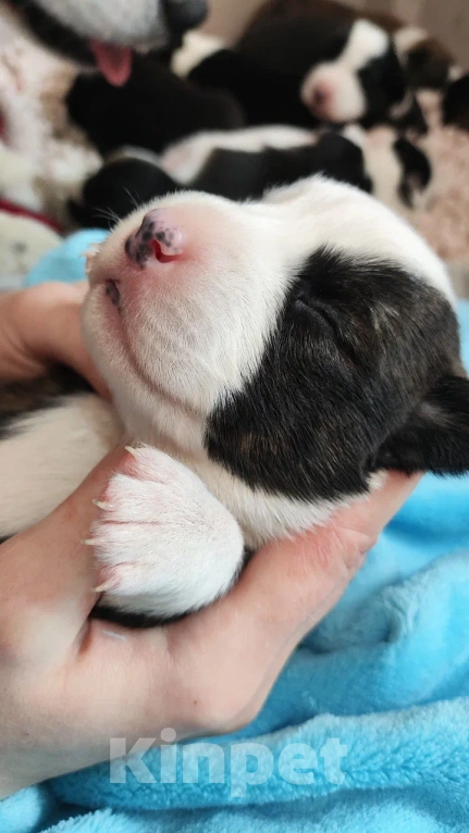 Собаки в других городах Красноярского края: Щенки вельш корги кардиган Мальчик, 60 000 руб. - фото 3