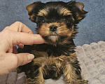 Собаки в Москве: Небольшая девочка йорка  Девочка, 100 000 руб. - фото 2