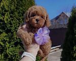 Собаки в Самаре: Продаю щеночка той-пудель❤️🐶 Мальчик, 120 000 руб. - фото 2