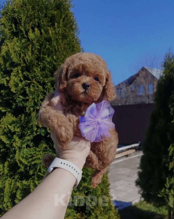 Собаки в Самаре: Продаю щеночка той-пудель❤️🐶 Мальчик, 120 000 руб. - фото 2