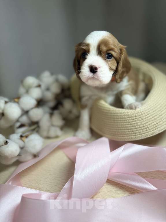 Собаки в Дивногорске: Кавалер Кинг чарльз спаниель Разнополые, 80 руб. - фото 3