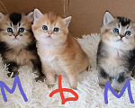 Кошки в Чебоксарах: Шотландский прямоухий котёнок Девочка, 20 000 руб. - фото 5