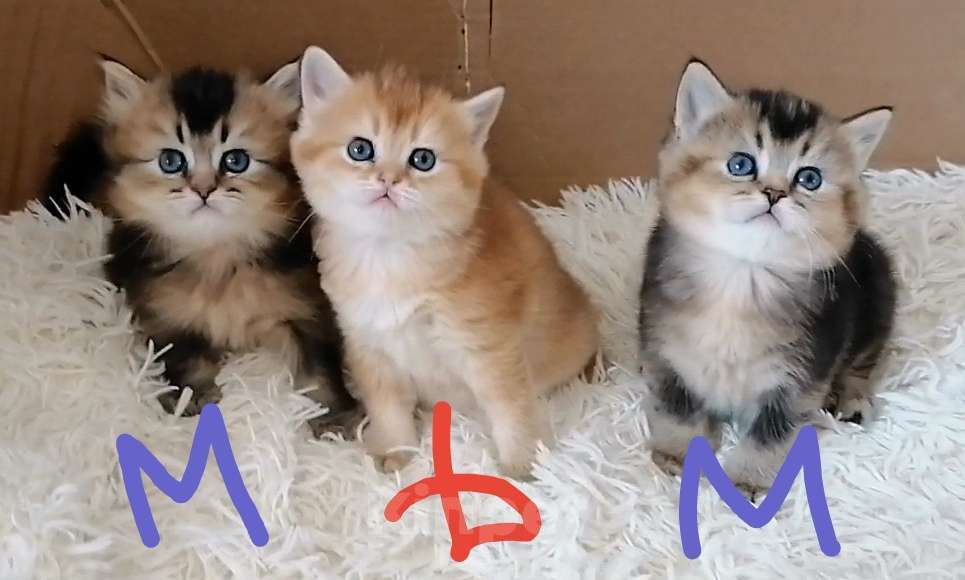 Кошки в Чебоксарах: Шотландский прямоухий котёнок Девочка, 20 000 руб. - фото 5