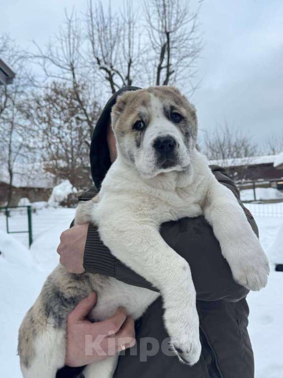 Собаки в Мытищах: Великолепные девочки среднеазиатской овчарки Девочка, 90 000 руб. - фото 3