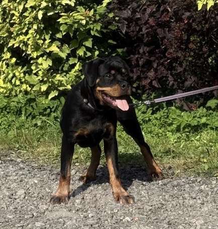 Собаки в других городах Ленинградской области: Питомник ротвейлеров предлагает щенка ротвейлера, суку Девочка, 60 000 руб. - фото 3