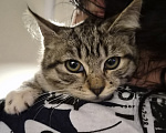 Кошки в Москве: Котёнок в добрые руки Девочка, Бесплатно - фото 4