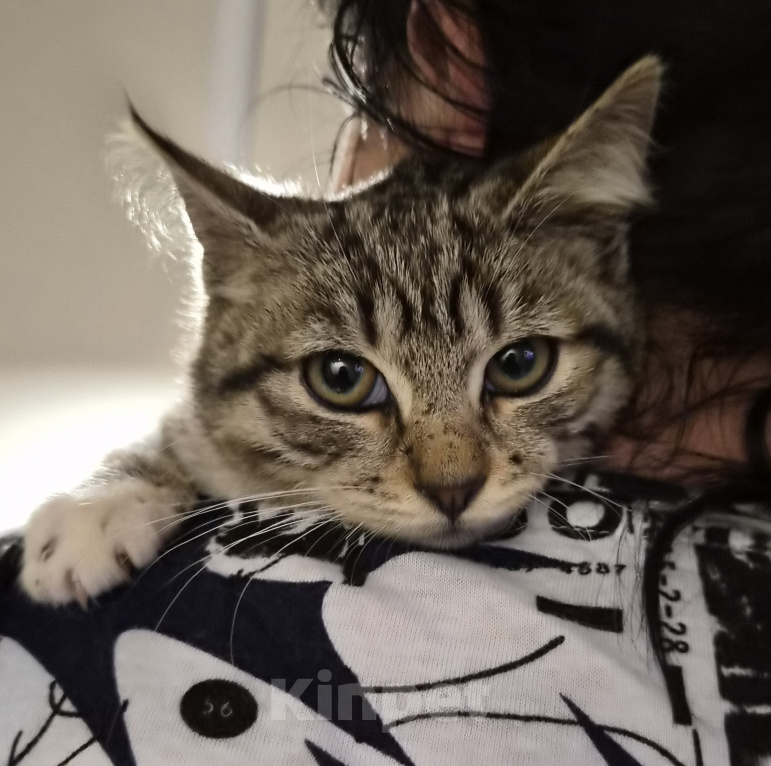 Кошки в Москве: Котёнок в добрые руки Девочка, Бесплатно - фото 4