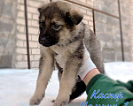 Собаки в Москве: Щенки овчарки в дар, Бесплатно - фото 4