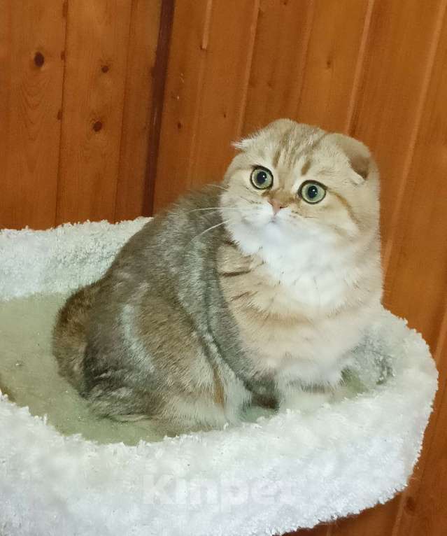 Кошки в Москве: Зеленоглазый золотой мраморный котик Мальчик, 25 000 руб. - фото 9