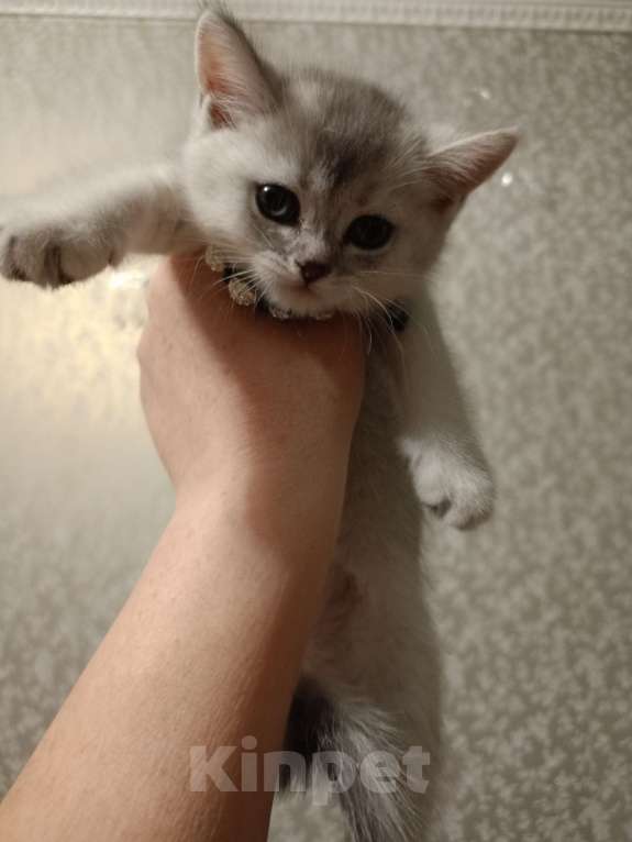 Кошки в Москве: Серая мышка Девочка, 25 000 руб. - фото 3