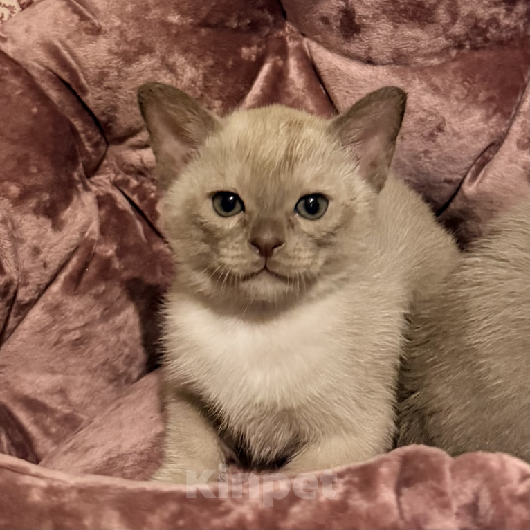 Кошки в Ростове-на-Дону: Котенок Европейской бурмы Мальчик, 75 000 руб. - фото 1