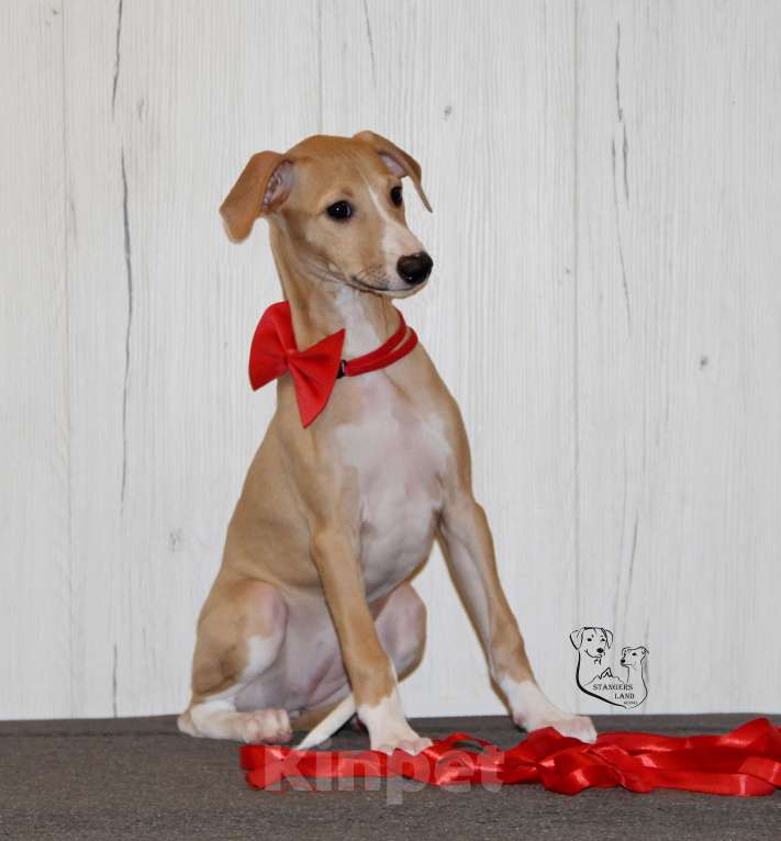 Собаки в Москве: Щенoк УИППЕTA oт пары шикaрных пopoдныx пpедставитeлeй Девочка, 100 000 руб. - фото 2