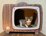 Кошки в Москве: Котята манчкин Разнополые, Бесплатно - фото 5