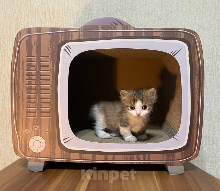 Кошки в Москве: Котята манчкин Разнополые, Бесплатно - фото 5