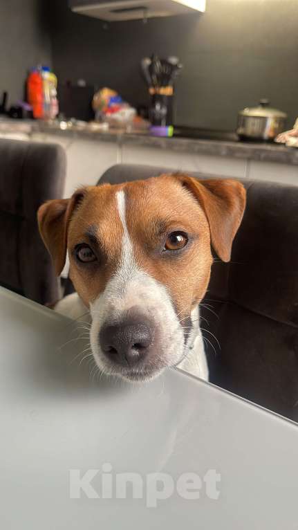 Собаки в Москве: Ищем сучку для вязки (джек - рассел Терьер) Мальчик, Бесплатно - фото 3