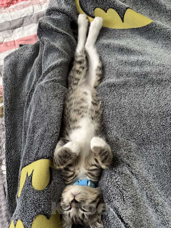 Кошки в Москве: Кот. Котик. Котенок.  Мальчик, Бесплатно - фото 6