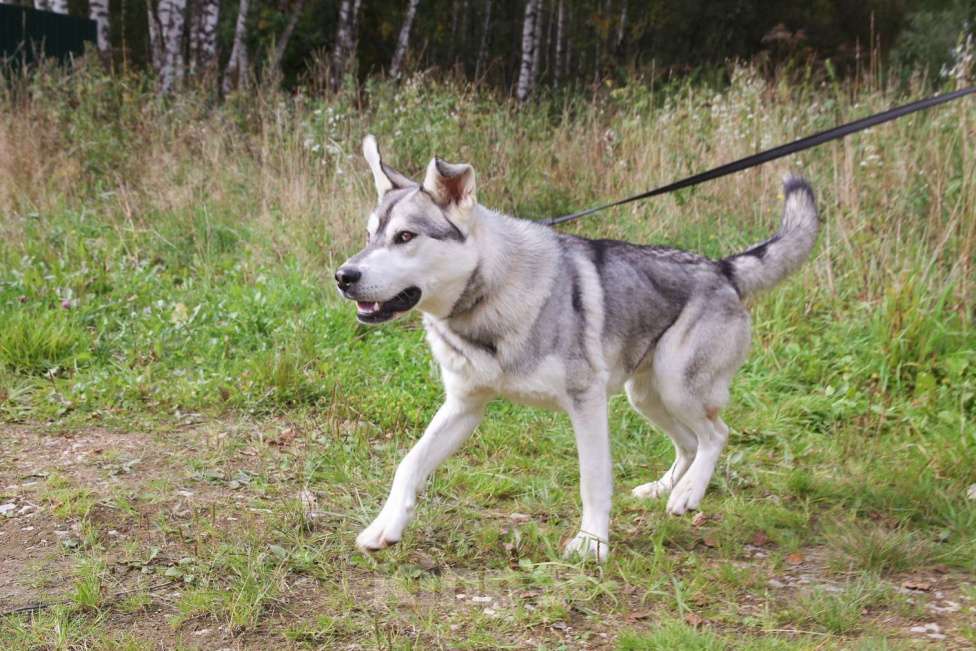 Собаки в Москве: Серенький Мальчик, Бесплатно - фото 14