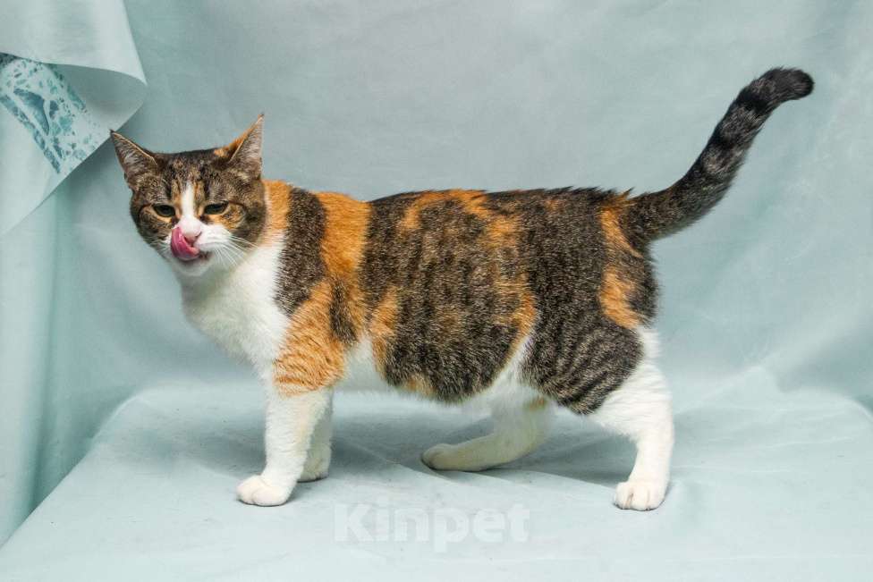 Кошки в Москве: Ума. Умная кошка Девочка, Бесплатно - фото 6