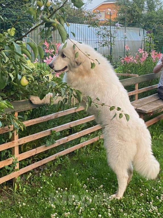 Собаки в Воскресенске: Щенки Пиренейской горной собаки  Мальчик, 50 000 руб. - фото 7