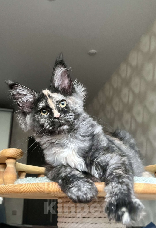 Кошки в Санкт-Петербурге: Очаровательная черепашка Девочка, 55 000 руб. - фото 4