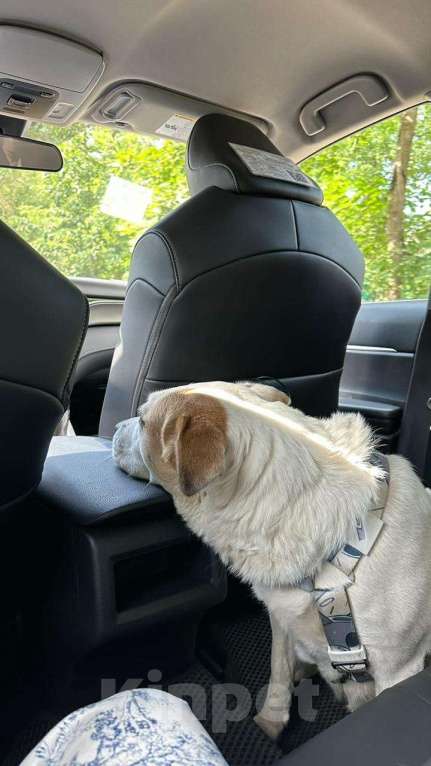 Собаки в других городах Московской области: Девочка в добрые руки Девочка, Бесплатно - фото 2