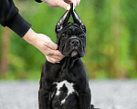 Собаки в Томске: Кане Корсо щенок Мальчик, 50 000 руб. - фото 3