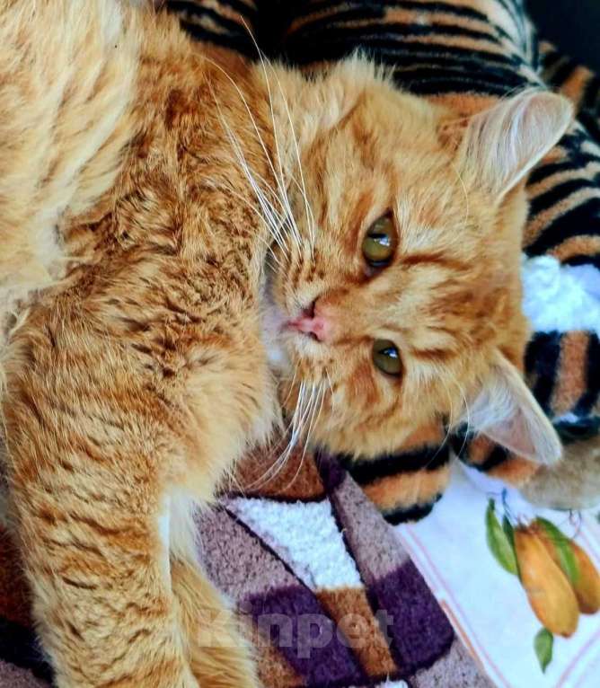 Кошки в Балашихе: рыжий кот срочно ищет дом Мальчик, Бесплатно - фото 3