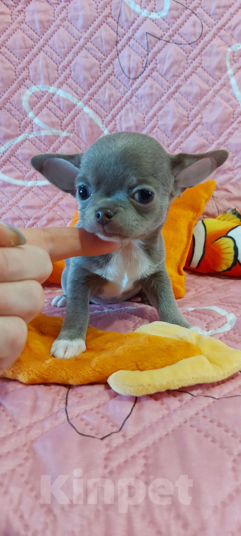 Собаки в Новосибирске: Девочка Чихуахуа Девочка, Бесплатно - фото 2