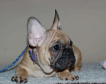 Собаки в Москве: Мальчик французского бульдога  Мальчик, 50 000 руб. - фото 4