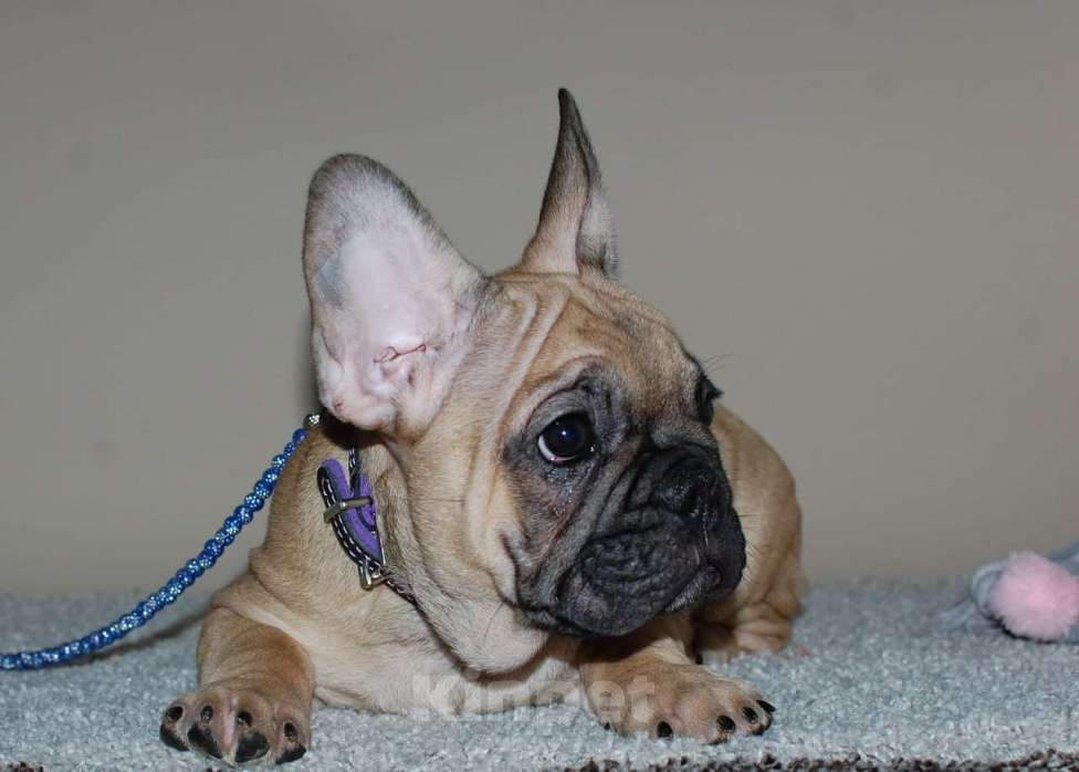 Собаки в Москве: Мальчик французского бульдога  Мальчик, 50 000 руб. - фото 4