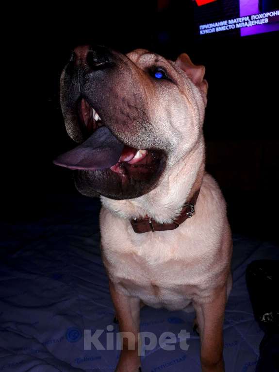 Собаки в Тольятти: Шарпей девочка Девочка, Бесплатно - фото 3