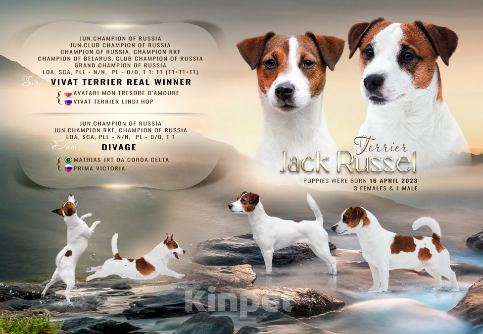 Собаки в Санкт-Петербурге: Щенок Джек рассел  Девочка, 40 000 руб. - фото 3