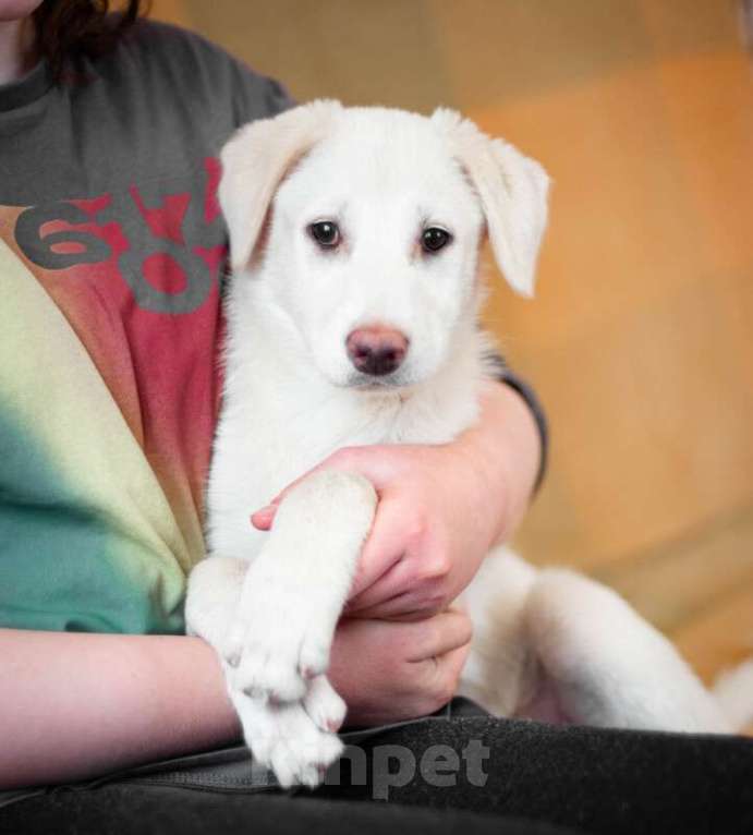 Собаки в Москве: Щенки от аусси и лабрадора в добрые руки Девочка, Бесплатно - фото 3