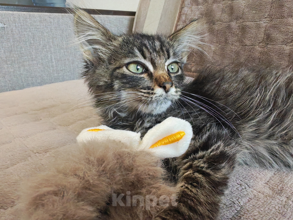 Кошки в Казани: Одам в добрые руки срочно! Мальчик, Бесплатно - фото 4