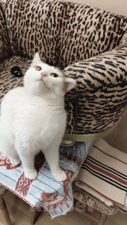 Кошки в Дмитрове: Кошечка с "чёлкой" ищет дом Девочка, Бесплатно - фото 9