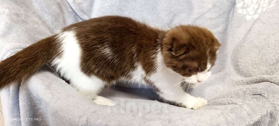 Кошки в Буденновске: Шотландский вислоухий котёнок Девочка, 10 руб. - фото 5