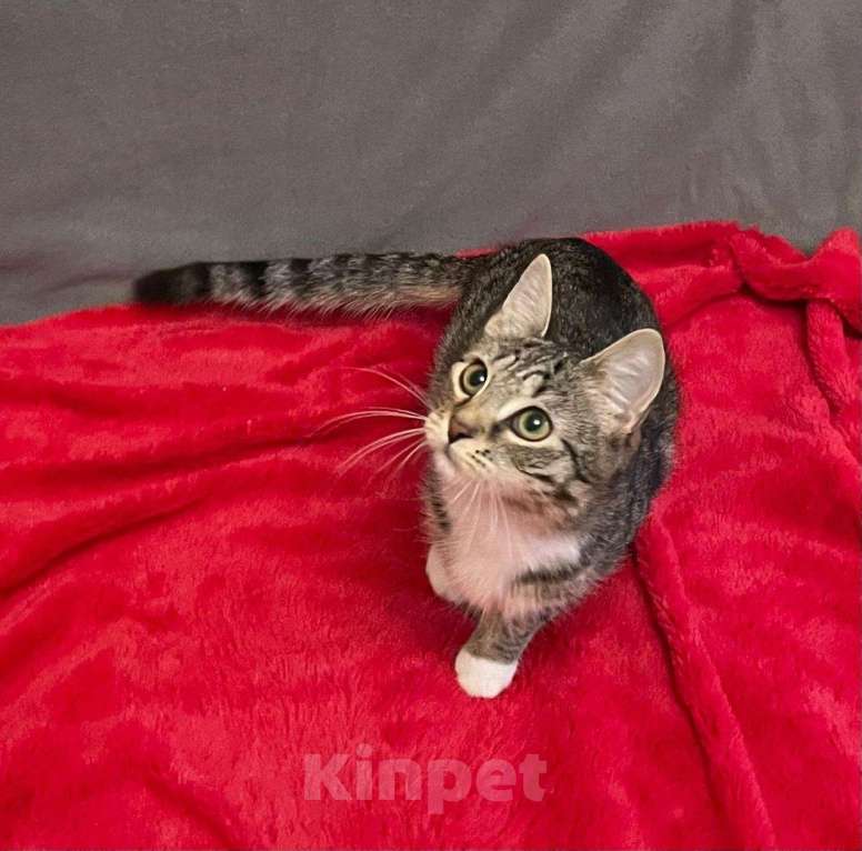 Кошки в Санкт-Петербурге: Миникошечка, крошечка Гаечка Девочка, Бесплатно - фото 5