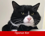 Кошки в других городах Калужской области: Пропал кот Мальчик, 10 000 руб. - фото 1