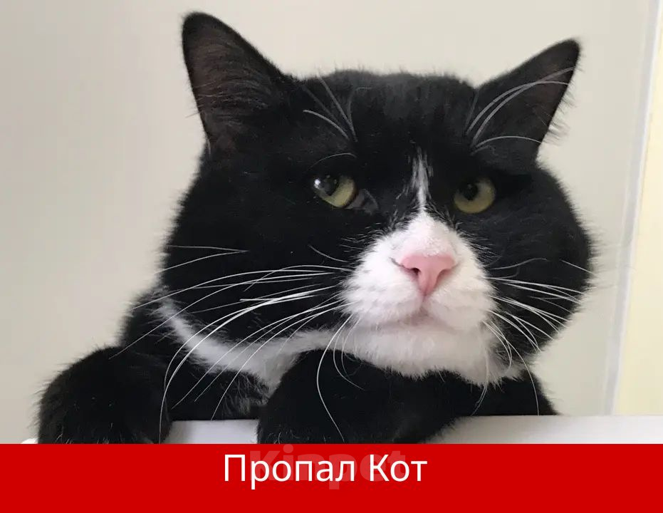 Кошки в других городах Калужской области: Пропал кот Мальчик, 10 000 руб. - фото 1